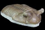 Asaphus Punctatus Trilobite - Russia #78538-1